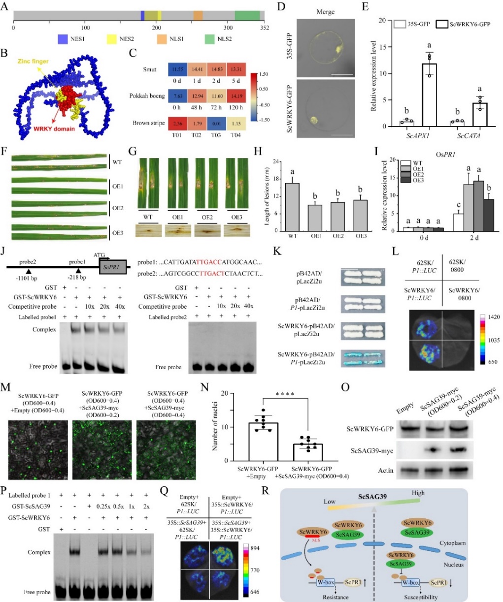 D:\360安全浏览器下载\博二期间\ScWRKY6转基因水稻文章\AA-WRKY6文章图片整理投稿及返修\文章返修上传-250808\20250917-ScWRKY6论文修订稿件上传\论文主附图\Figure 1.jpg